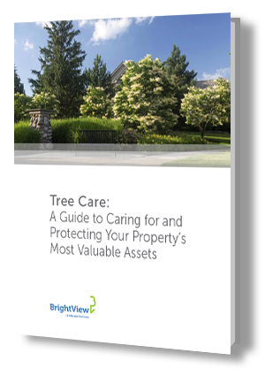 2019 Tree Care Guide